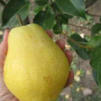 نهال پاکوتاه و پایه رویشی با تضمین صدرصد|خدمات باغبانی و درختکاری|سقز, |دیوار