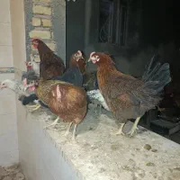 مرغتخم گزار و خروس|حیوانات مزرعه|جنت, |دیوار