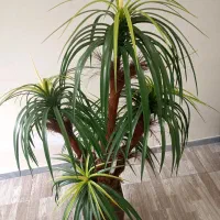 درخت نخل ، گل مصنوعی|گل مصنوعی|رشت, کاکتوس|دیوار