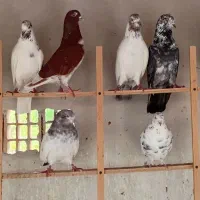 کبوتر پروازی جوجه گزار