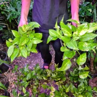 پتوس ۱۳۰ هزار / اهواز|گل و گیاه طبیعی|اهواز, پادادشهر|دیوار