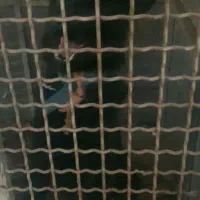 سگ نگهبان ژرمن بلاک|سگ|چهاردانگه (تهران), |دیوار