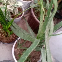 نخل مرداب کاکتوس چند نوع|گل و گیاه طبیعی|تهران, علی‌آباد|دیوار