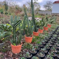 سیکاس کامیس جینکو یاس کاکتوس پالم شمشاد برگ بو