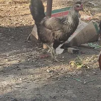 مرغ محلی معاوضه با یک خروس ویک خلفه باری