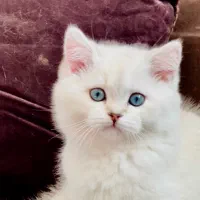 گربه اشرافی اسکاتیش و بریتیش