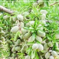 نهالستان فروش گردو و بادام و صنوبر ترکیه ظمانتی