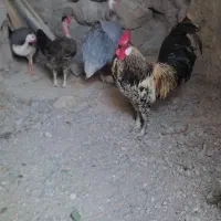 مرغ شاخدار