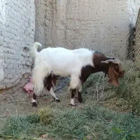 چپش پاکستانی اصل