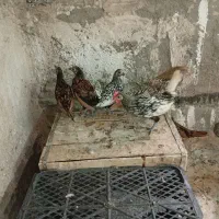 نوچه مرغ خروس پولکی سبرایت یلو سیلور گلد|حیوانات مزرعه|قم, کیوانفر|دیوار