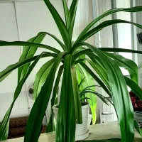 گل سوسن بزرگ با گلدون