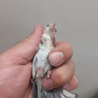سهره چونه نرصددرصد