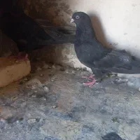 کبوتر نوک ریز چشم نوک سرور|پرنده|بروجن, |دیوار