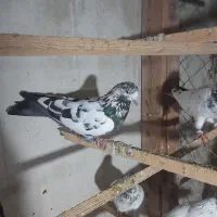 کبوترپرشی|پرنده|رشت, یخسازی|دیوار