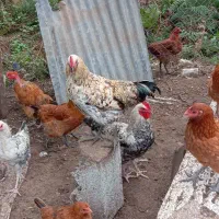 خروس محلی ارگانیک بریدنی قبراق