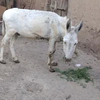 الاغ نر جوان مخصوص گله