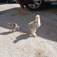 مرغ و خروس تخم و جوجه برهما|حیوانات مزرعه|قزوین, |دیوار