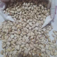 خرید پسته رو آبی