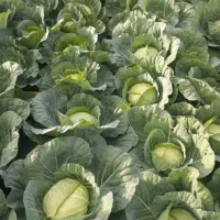 کلم واسه گاو گوسفند‌