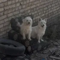 سه عدد سگ پاکوتاه