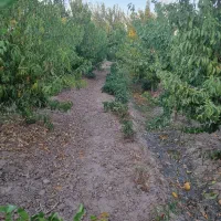 باغ در ارباتان مرند|فروش خانه و ویلا|یامچی, |دیوار