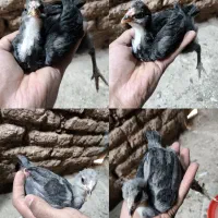 تخم نطفه دار گلین|حیوانات مزرعه|بن, |دیوار