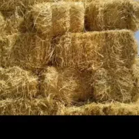 کاه|لوازم جانبی حیوانات|لشت نشا, |دیوار