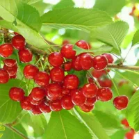 پیشفروش نهال آلبالو محلی|خدمات باغبانی و درختکاری|استهبان, |دیوار