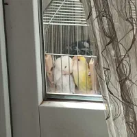 طوطی برزیلی جفت
