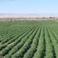 نیروی کشاورزی- رانندگی تراکتور همراه با خانواده