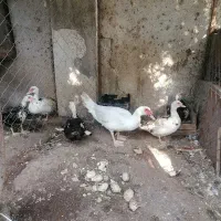 حراج فوری اردک اسراییلی بالغ به دلیل نقل مکان|حیوانات مزرعه|امیرکلا, |دیوار
