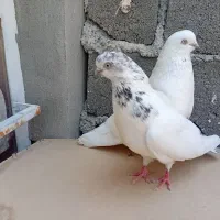 کبوتر|پرنده|شاهین دژ, |دیوار