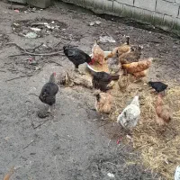 مرغ و خروس محلی