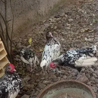 سیبرایت|حیوانات مزرعه|رشت, لاکان شهر|دیوار