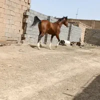 فروش فوری|اسب و تجهیزات اسبسواری|رامشیر, |دیوار