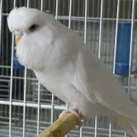 مرغ عشق نر انگلیسی چشم فالو|پرنده|زاهدان, |دیوار