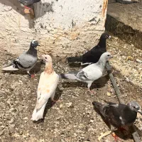 ۷عدد|پرنده|مشهد, محمدآباد|دیوار
