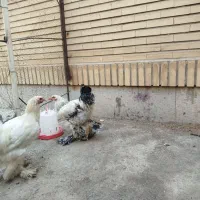 خروس برهما|حیوانات مزرعه|هشتگرد, فاز ۳ مهستان|دیوار