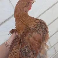 جوجه پنج عدد مرغ رسمی نوجوان یک عدد جوجه اردک|پرنده|تهران, کوی هفدهم شهریور|دیوار