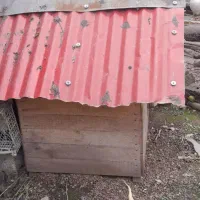 لونه|لوازم جانبی حیوانات|اسالم, |دیوار