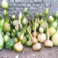 کدو قلیانی تزئینی