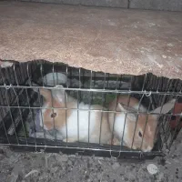 خرگوش نژاد جرسی. فروش فوری|موش و خرگوش|بم, |دیوار