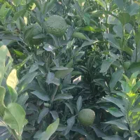 فروش انواع نهال مرکبات