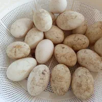 تخم غاز نطفه دار