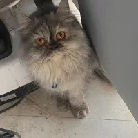 2گربه پرشین