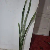 گل سانسوریا (شمشیری )