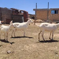 بز سانن شیرا