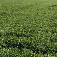 سبزی شاهی|خوردنی و آشامیدنی|گرگان, |دیوار