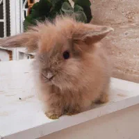 خرگوش مینی لوپ اصل|موش و خرگوش|قرچک, صالح آباد|دیوار