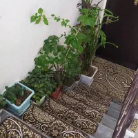 رهن و اجاره آپارتمان 100 متری شخصی ساز|اجارهٔ آپارتمان|نقده, |دیوار